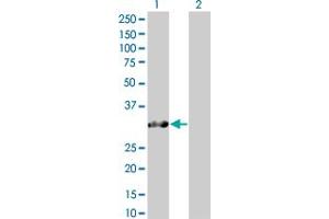 Western Blot analysis of SNURF expression in transfected 293T cell line by SNURF MaxPab polyclonal antibody. (SNURF Antikörper  (AA 1-240))