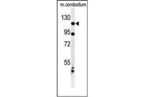 Western blot analysis of KIF6 Antibody (N-term) in mouse cerebellum tissue lysates (35ug/lane). (KIF6 Antikörper  (N-Term))