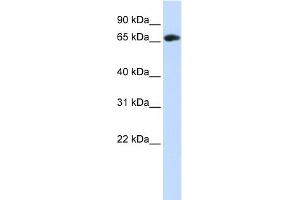 WB Suggested Anti-WDR21A Antibody Titration: 0. (DCAF4 Antikörper  (Middle Region))