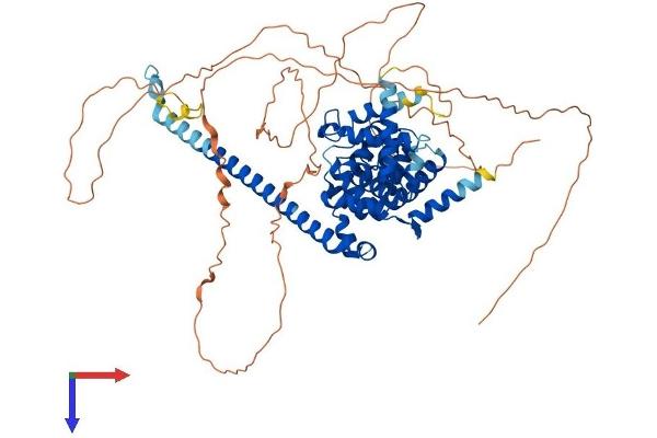 TBC1D14 Protein (AA 1-694) (His tag)