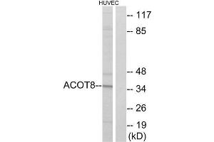 Western Blotting (WB) image for anti-Acyl-CoA Thioesterase 8 (ACOT8) (Internal Region) antibody (ABIN1850686) (ACOT8 Antikörper  (Internal Region))