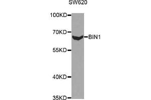 Western blot analysis of extracts of SW620 cells, using BIN1 antibody (ABIN5970905) at 1/1000 dilution. (BIN1 Antikörper)