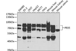 Western blot analysis of extracts of various cell lines, using PEX5 antibody (ABIN6133015, ABIN6145469, ABIN6145471 and ABIN6221464) at 1:1000 dilution. (PEX5 Antikörper  (AA 1-260))