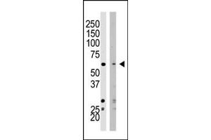 Western blot analysis of SET07 polyclonal antibody (ABIN387992 and ABIN2845267) in HeLa cell lysate (Lane 1) and NIH/3T3 cell lysate (Lane 2).