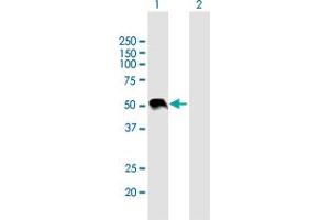 Western Blot analysis of WNT3A expression in transfected 293T cell line by WNT3A MaxPab polyclonal antibody. (WNT3A Antikörper  (AA 1-385))