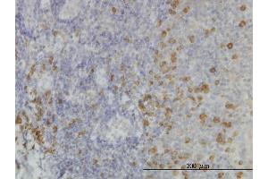 Immunoperoxidase of monoclonal antibody to SSR1 on formalin-fixed paraffin-embedded human tonsil. (SSR1 Antikörper  (AA 33-286))