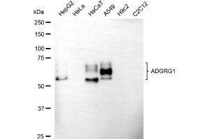Western blotting analysis using ADGRG1 antibody (ABIN7798673). (GPR56 Antikörper)