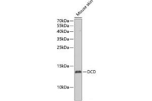 Western blot analysis of extracts of Mouse skin using DCD Polyclonal Antibody at dilution of 1:1000.