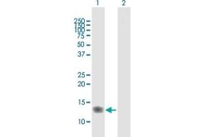 Western Blot analysis of IFITM3 expression in transfected 293T cell line by IFITM3 MaxPab polyclonal antibody.