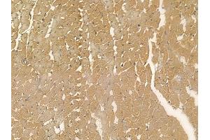 IPCEF1 Mouse Monoclonal Antibody at 1/100 staining rat heart tissue by IHC-P. (ICEF1 Antikörper)