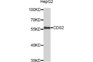Western blot analysis of extracts of HepG2 cells, using CDS2 antibody (ABIN5972367). (CDS2 Antikörper)