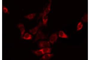 ABIN6272301 staining HepG2 by IF/ICC. (TMBIM4 Antikörper  (N-Term))