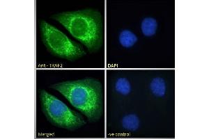 ABIN190911 Immunofluorescence analysis of paraformaldehyde fixed HeLa cells, permeabilized with 0. (TRAF2 Antikörper  (C-Term))