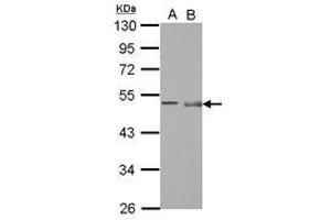 Image no. 1 for anti-Pellino E3 Ubiquitin Protein Ligase 1 (PELI1) (AA 17-242) antibody (ABIN1500150) (Pellino 1 Antikörper  (AA 17-242))