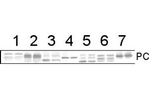 Image no. 1 for anti-PC antibody (ABIN3197484)