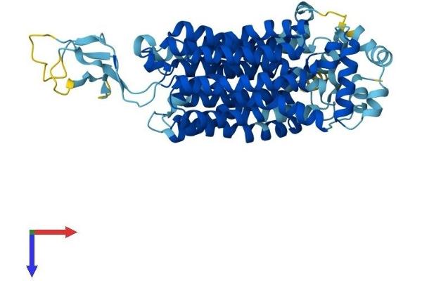 SLC22A8 Protein (AA 1-537) (His tag)