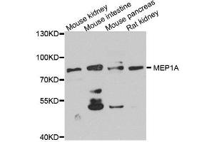 Western blot analysis of extracts of various cell lines, using MEP1A antibody. (MEP1A Antikörper  (AA 440-700))