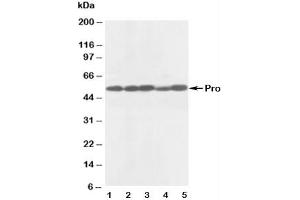 Western blot testing of anti-Caspase-8 antibody and Lane 1:  rat thymus (Caspase 8 Antikörper  (AA 240-259))