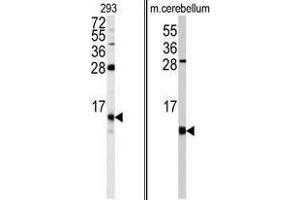 Image no. 1 for anti-FK506 Binding Protein 1B, 12.6 KDa (FKBP1B) (N-Term) antibody (ABIN453013) (FKBP1B Antikörper  (N-Term))