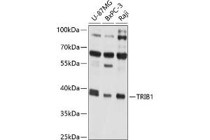Western blot analysis of extracts of various cell lines, using TRIB1 antibody (ABIN6129151, ABIN6149494, ABIN6149495 and ABIN6214276) at 1:1000 dilution. (TRIB1 Antikörper  (AA 203-372))