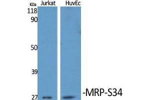 Western Blot (WB) analysis of specific cells using MRP-S34 Polyclonal Antibody. (MRPS34 Antikörper  (C-Term))