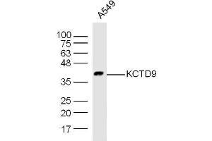 Human A549 cell lysates probed with Rabbit Anti-KCTD9 Polyclonal Antibody, Unconjugated  at 1:300 overnight at 4˚C. (KCTD9 Antikörper  (AA 21-120))