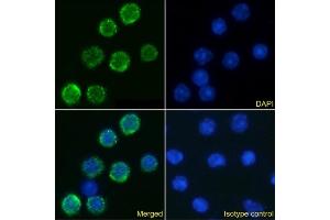 Immunofluorescence staining of mouse splenocytes using anti-IL-6R antibody D7715A7. (Rekombinanter IL-6 Receptor Antikörper)