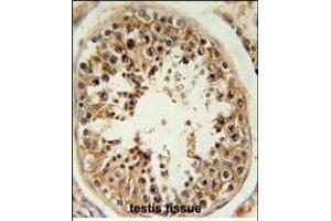 RSPO4 Antibody (C-term) (ABIN651898 and ABIN2840444) immunohistochemistry analysis in formalin fixed and paraffin embedded human testis tissue followed by peroxidase conjugation of the secondary antibody and DAB staining. (R-Spondin 4 Antikörper  (C-Term))