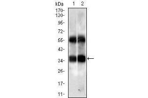 Western blot analysis using PPP2CB mouse mAb against HUVE-12 (1) and K562 (2) cell lysate. (PPP2CB Antikörper)