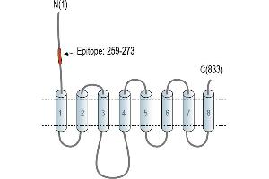 anti-Solute Carrier Family 39 (Zinc Transporter), Member 10 (SLC39A10) (AA 259-273), (Extracellular), (N-Term) antibody