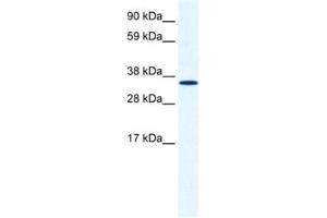 Western Blotting (WB) image for anti-Annexin A2 (ANXA2) antibody (ABIN2461379) (Annexin A2 Antikörper)