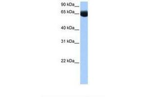 Image no. 1 for anti-NOP2/Sun Domain Family, Member 6 (NSUN6) (N-Term) antibody (ABIN6739154) (NSUN6 Antikörper  (N-Term))