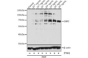 Western blot analysis of extracts of 293T cells, using GBP2 antibody  at 1:1000 dilution. (GBP2 Antikörper  (AA 410-520))