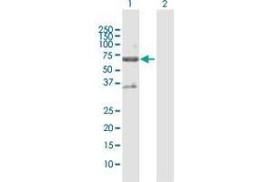 Western Blot analysis of STK17A expression in transfected 293T cell line by STK17A MaxPab polyclonal antibody. (STK17A Antikörper  (AA 1-414))