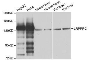 Western blot analysis of extracts of various cell lines, using LRPPRC antibody. (LRPPRC Antikörper  (AA 1041-1394))