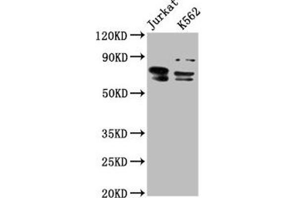 THEMIS anticorps  (AA 547-641)
