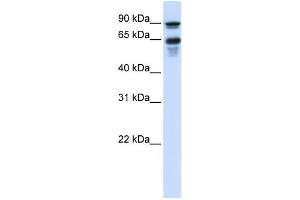 WB Suggested Anti-VGF Antibody Titration:  0.