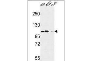 Roundabout 4 Antibody (N-term) (ABIN651292 and ABIN2840173) western blot analysis in 293,K562,HL-60 cell line lysates (35 μg/lane). (ROBO4 Antikörper  (N-Term))