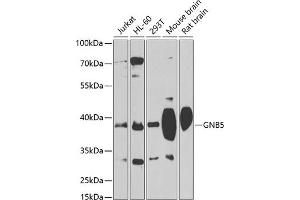 Western blot analysis of extracts of various cell lines, using GNB5 antibody (ABIN1680056, ABIN3018941, ABIN3018942 and ABIN6220634) at 1:1000 dilution. (GNB5 Antikörper  (AA 1-200))