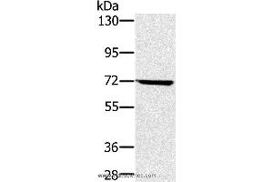 Western blot analysis of Hela cell , using NUP85 Polyclonal Antibody at dilution of 1:300 (NUP85 Antikörper)