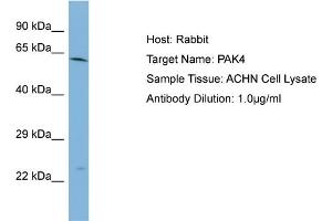 Host: Rabbit Target Name: PAK4 Sample Type: ACHN Whole cell lysates Antibody Dilution: 1. (PAK4 Antikörper  (Middle Region))