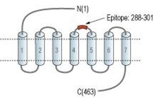 Representative domain view of the target of ABIN7235607. (Glucagon-Like Peptide 1 Receptor (GLP1R) Peptid)