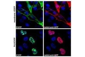 (A) Confocal microscopy images of COS-7 cells transfected with expression constructs encoding membrane-tethered EGFP (membrane-EGFP (GFP Antikörper)