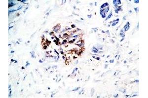 Immunohistochemistry (IHC) image for anti-Glucagon-like peptide 1 (GLP-1) (AA 7-36), (amidated) antibody (ABIN2872247)