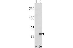 Western Blotting (WB) image for anti-Guanine Monophosphate Synthetase (GMPS) antibody (ABIN3001740) (GMP Synthase Antikörper)