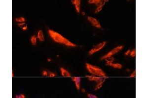 Immunofluorescence analysis of U-2 OS cells using LRRC7 Polyclonal Antibody at dilution of 1:100. (LRRC7 Antikörper)