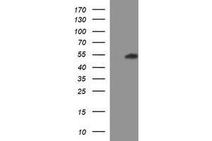 Image no. 1 for anti-RUN Domain Containing 3A (RUNDC3A) antibody (ABIN1500774) (RUNDC3A Antikörper)