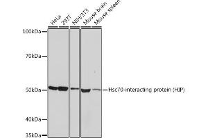 Western blot analysis of extracts of various cell lines, using Hsc70-interacting protein (HIP) Rabbit mAb (ABIN7270639) at 1:1000 dilution. (HSC70 Interacting Protein HIP Antikörper)