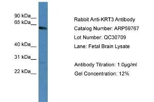 WB Suggested Anti-KRT3  Antibody Titration: 0. (Keratin 3 Antikörper  (C-Term))