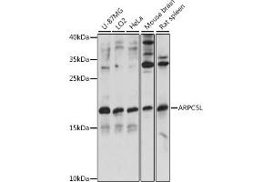 Western blot analysis of extracts of various cell lines, using L antibody (ABIN7265386) at 1:1000 dilution. (ARPC5L Antikörper  (AA 1-100))